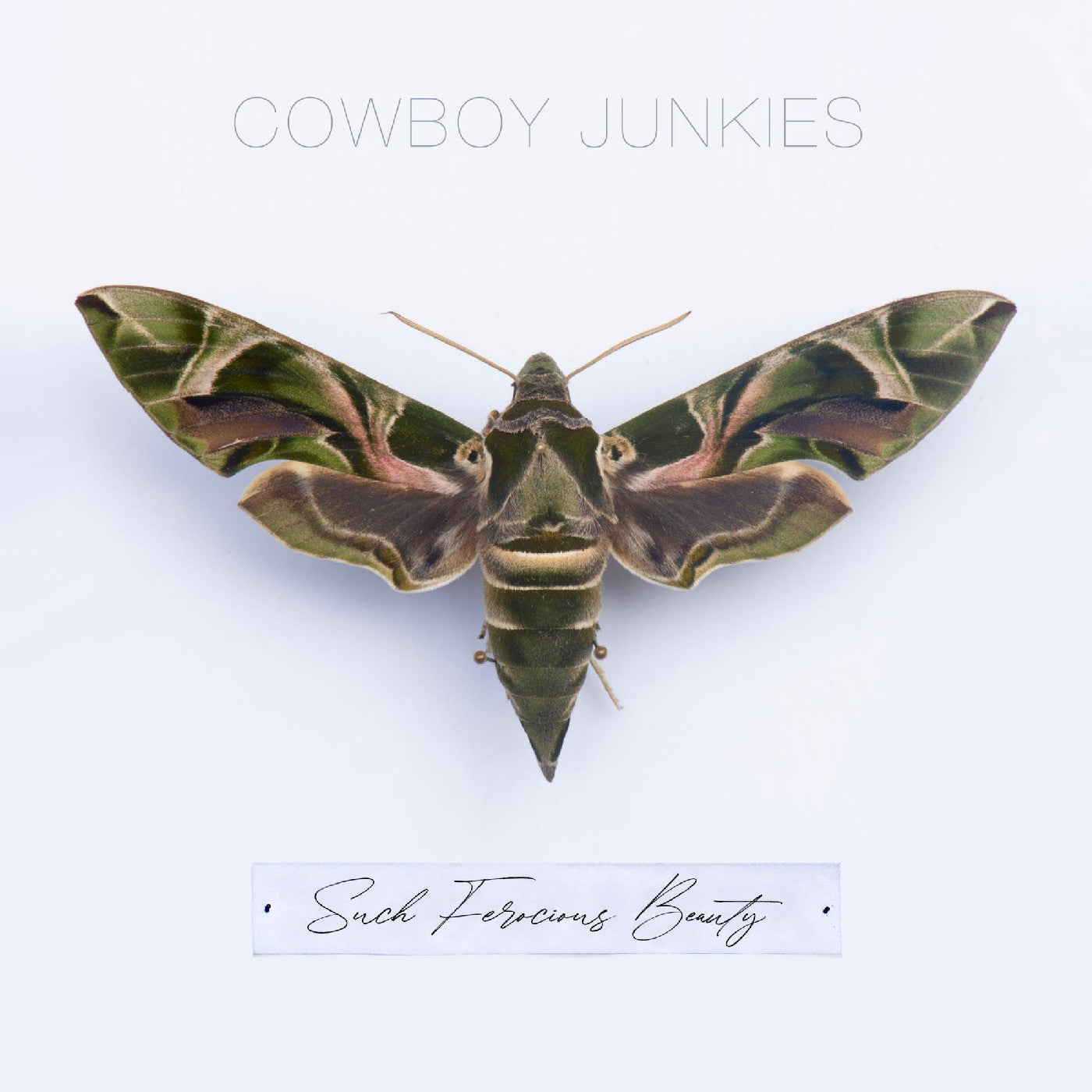 Cowboy Junkies - Such Ferocious Beauty (Tan Translucent Vinyl)