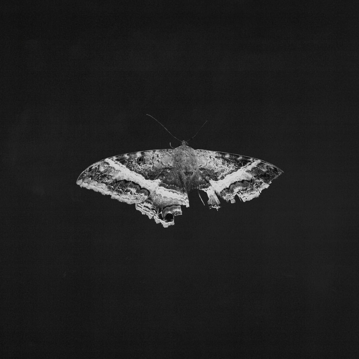 Kendrick Lamar - To Pimp A Butterfly (10 Year Anniversary Edition) - Alternate Artwork (Black marble Vinyl) [2 LP]