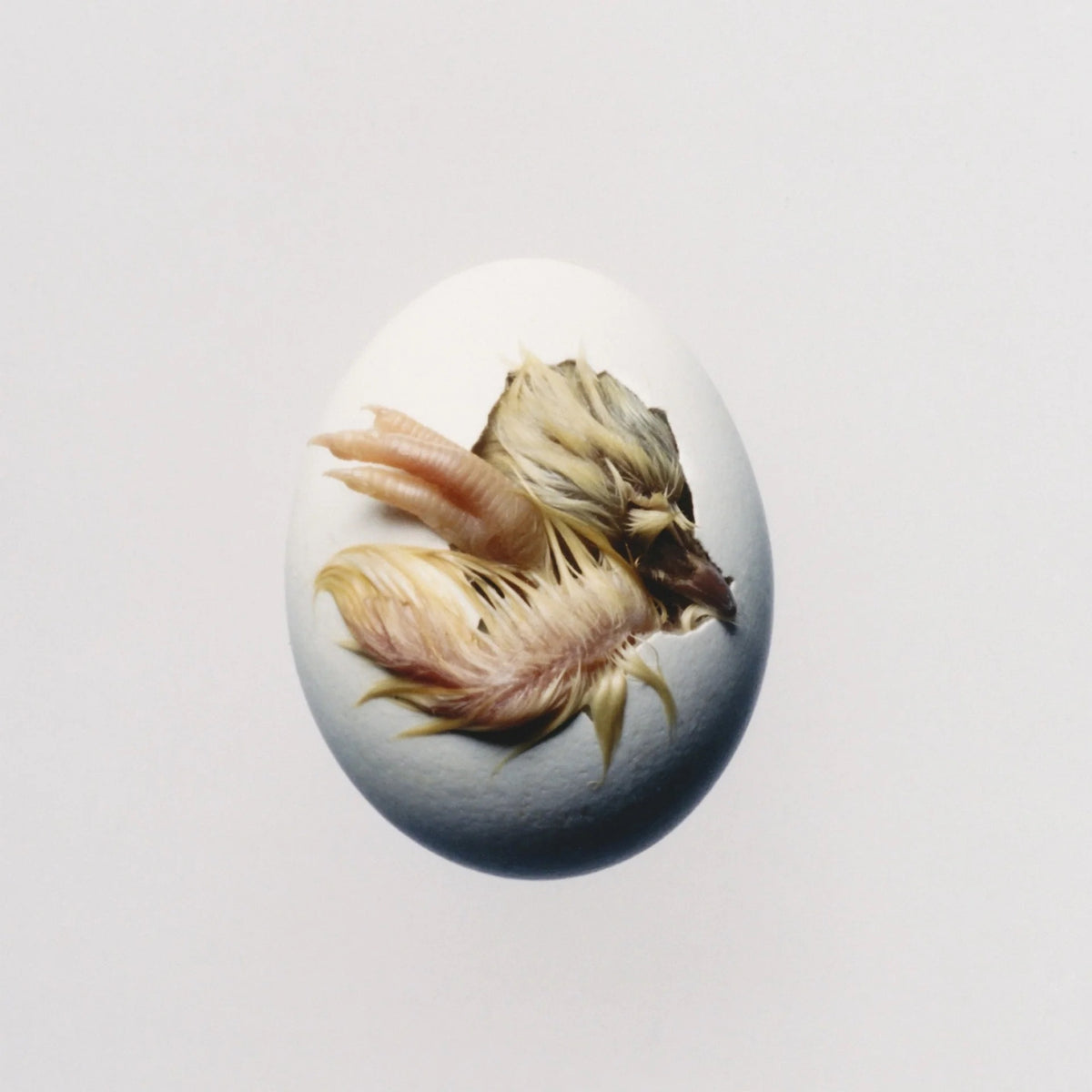 Shygirl - Swallow! (Indie Exclusive) [Transparent Yellow LP]