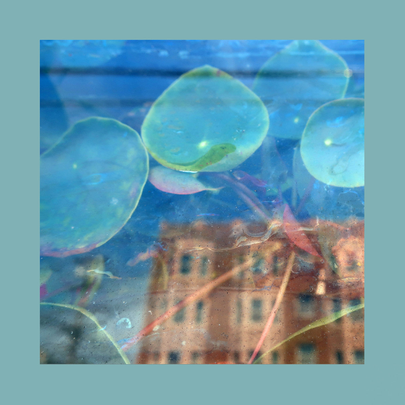 The Reds Pinks & Purples - Acknowledge Kindness (Indie Exclusive, Subconscious Window Pane Vinyl)